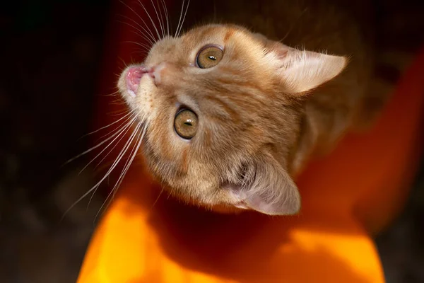 Top View Meowing Ginger Kitten Sitting Orange Chair — Foto de Stock