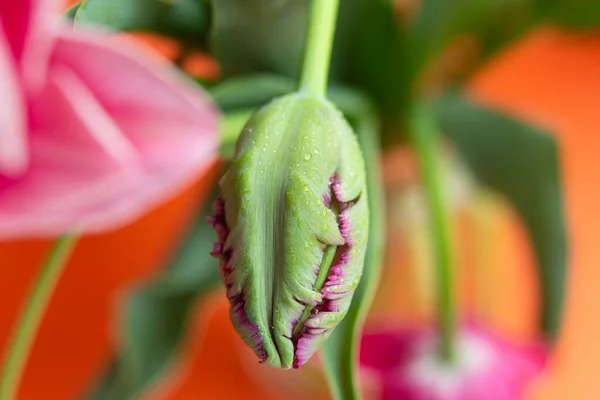 Closeup Photography Peony Tulip Water Dpors Orange Background Copy Space — Stok fotoğraf