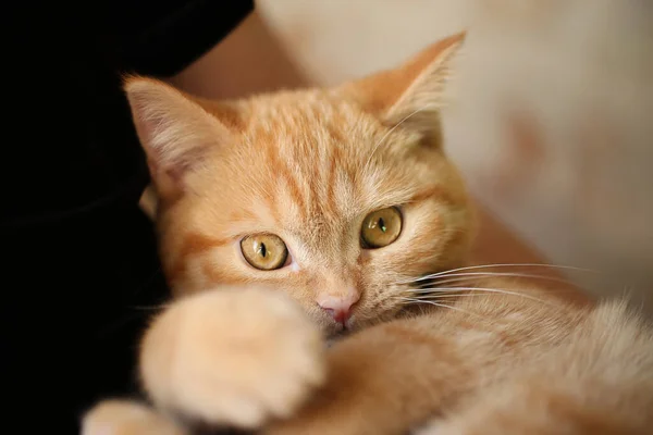 Gato Gengibre Engraçado Olhando Para Seu Proprietário — Fotografia de Stock