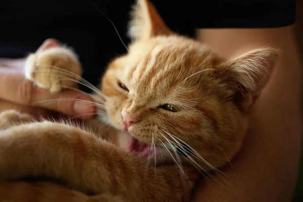 生姜猫在主人的手里 嚼铅笔 — 图库照片