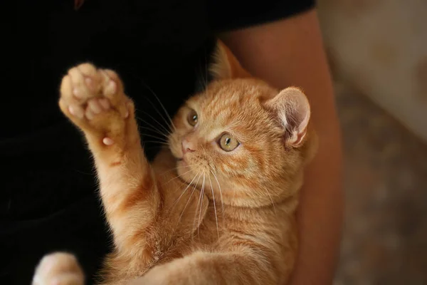 Ginger Cat Las Manos Del Propietario Agitando Pata — Foto de Stock