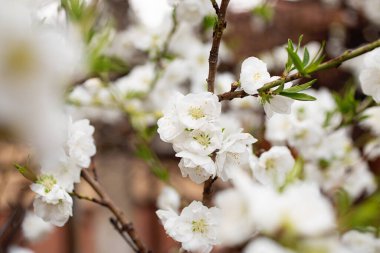 Beyaz çiçekli dallar ve taze yeşil yapraklar. Taze, kokulu çiçekler..