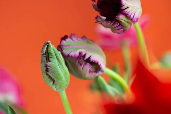 Closeup Photography Purple Tulip Heads Water Drops — Stok fotoğraf