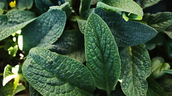 Natural background from textured green leafs,photography from above. — Stock Photo, Image