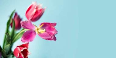 Mavi arkaplanda pembe lale buketinin yakın plan fotoğrafı. Kopya alanı, seçici odak, geniş pankart..