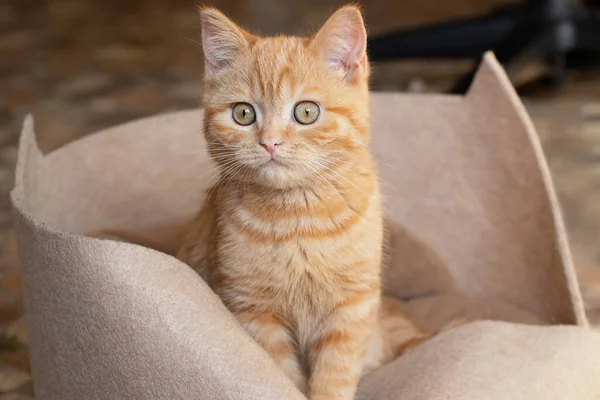 Little ginger kitten sitting in his couch. — стоковое фото