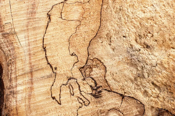 Фотография Крупным Планом Текстуры Дерева — стоковое фото