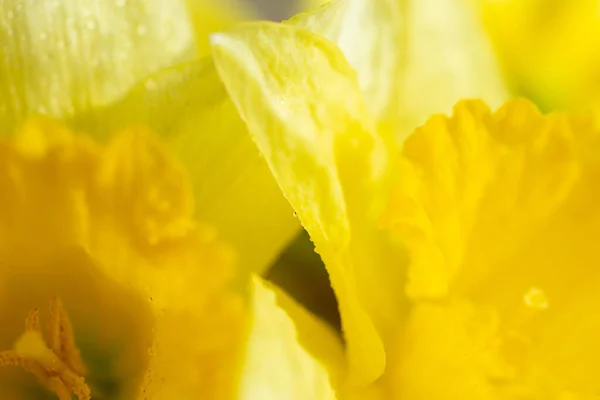 Naturalne Nieostre Tło Żółtych Narcyzów Skupienie Fakcie — Zdjęcie stockowe