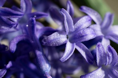 Su damlaları ile menekşe yapraklarının yakın plan fotoğrafı. Zaman kavramı, doğal arka plan..