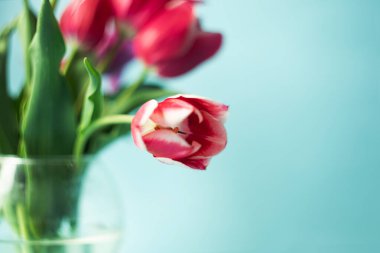 Lalelerin dikey fotoğrafçılığı. Metin için alanı kopyala.