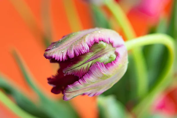 Closeup Photography Peony Tulip Water Dpors Orange Background Copy Space — Stok fotoğraf