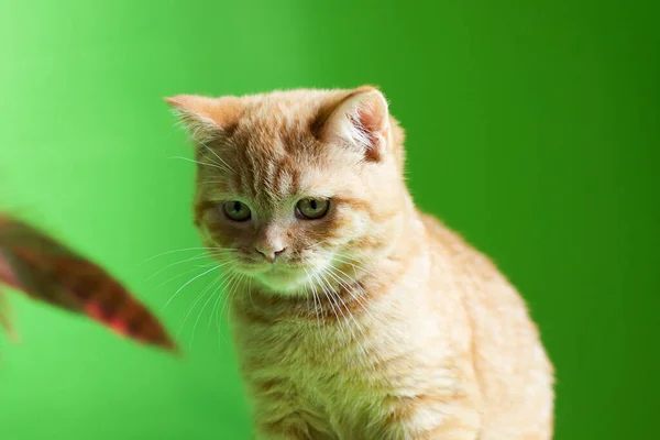 Ginger Cat Green Background Closeup Portrait Kitten Looking Feathers Toy — 스톡 사진