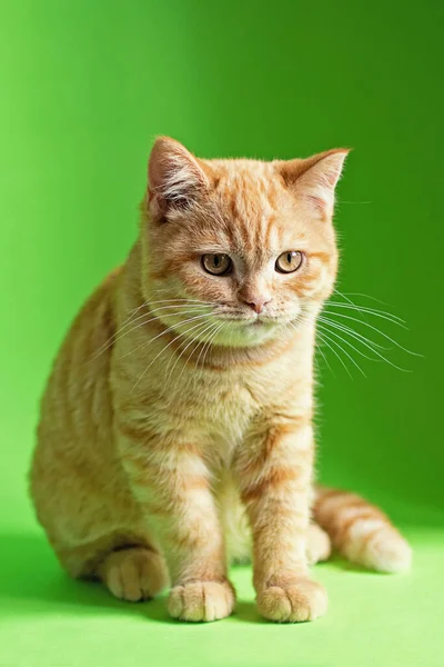 Ginger Kitten Sitting Green Background — Foto de Stock