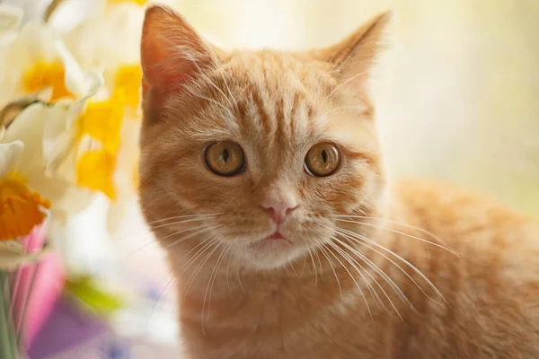 Closeup Portrait Ginger Kitten Flowers Back — Foto de Stock
