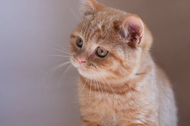 Gri arka planda zencefilli kedi yavrusunun yakın plan fotoğrafı.