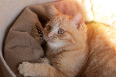 Little ginger kitten playing in his couch.Pastel earth tones.