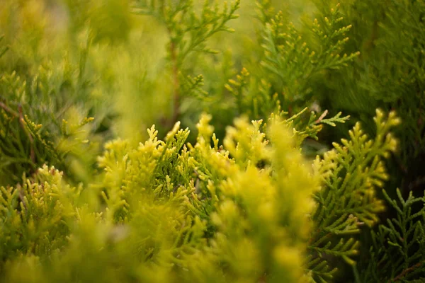 Macro Fotografía Hojas Verdes Fondo Natural —  Fotos de Stock