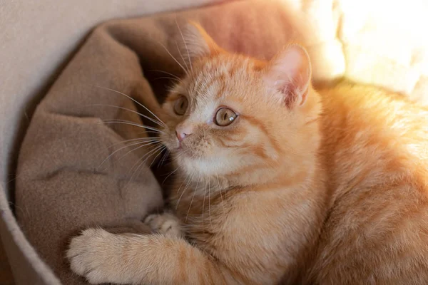 Little Ginger Kitten Playing His Couch Pastel Earth Tones — стоковое фото