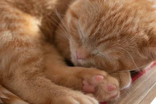 Closeup Portrait Sleeping Ginger Kitten —  Fotos de Stock