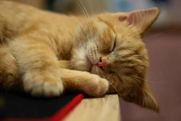 Closeup Portrait Sleeping Ginger Kitten Table — Foto de Stock