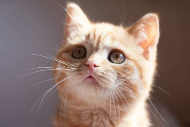 Closeup photography of ginger kitten on grey background.Selective focus.