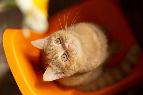 Top View Ginger Kitten Sitting Orange Chair Looking Yellow Flower — Foto de Stock