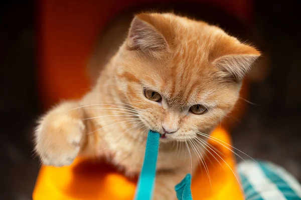 Top View Cute Ginger Cat Playing His Owner Paw — Foto de Stock