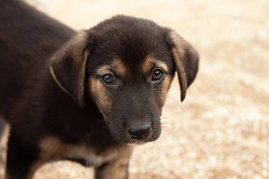 Cute not domestic puppy on the beach,closeup photography.