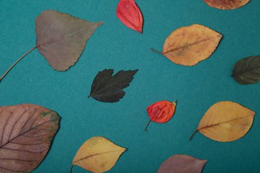Top view of dry herbarium leafs on teal background,good as autumn card.