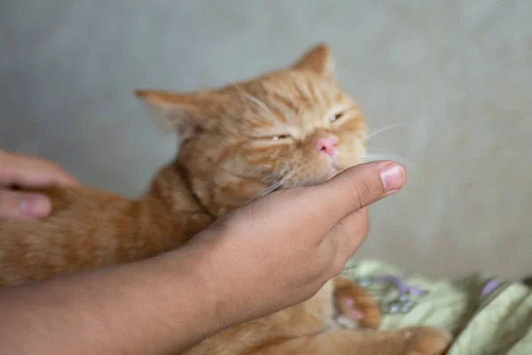 Ginger Kitten Likes Being Pets Male Hand Purebed British Shorthaired — Stock Fotó