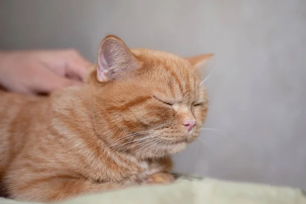 Gatinho Gengibre Adormecido Gosta Ser Animais Estimação Pela Mão Masculina — Fotografia de Stock