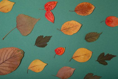 Top view of dry herbarium leafs on teal background,good as autumn card.