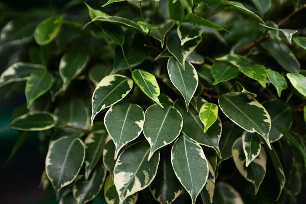 Fondo Natural Hojas Verdes Frescas Ficus — Foto de Stock