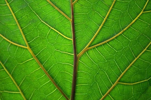 Macro Fotografia Della Struttura Foglia Verde Strutturato — Foto Stock