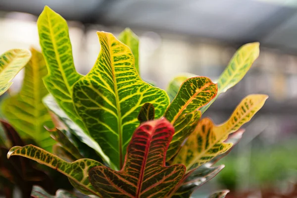 Přírodní Zázemí Pestrobarevných Listů Rostliny Croton — Stock fotografie