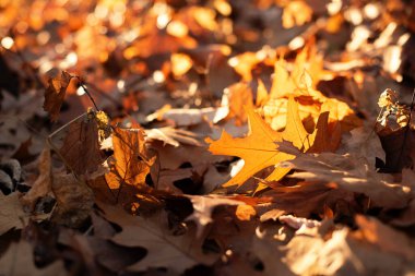 Güneş ışığındaki altın sonbahar yapraklarının yakın plan çekimleri.