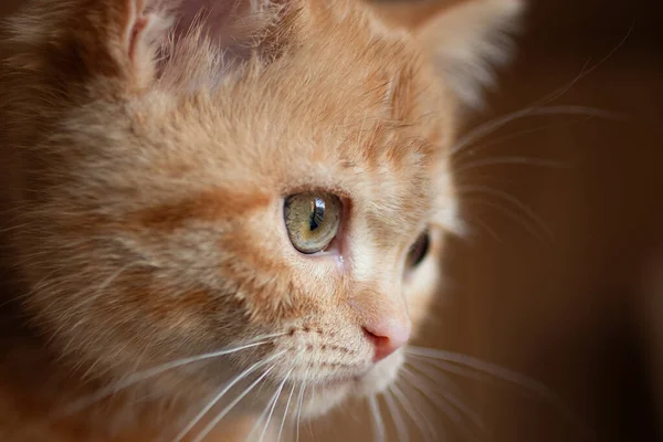 Крупный План Британского Рыжего Котенка Зелеными Глазами — стоковое фото