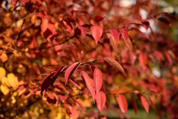 Photographie Rapprochée Feuilles Automne Dorées Rouges Lumière Soleil — Photo