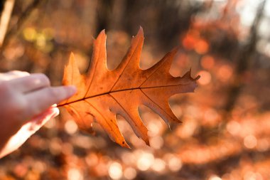 Sonbahar yaprağının yakın plan fotoğrafı, seçici odaklanma.