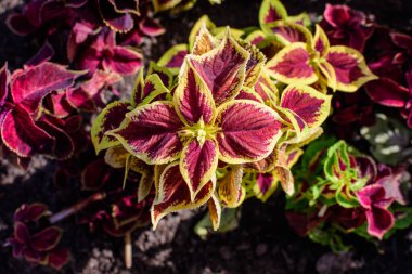 Lamiaceae ailesinin birçok yeşil ve koyu kırmızı yaprakları, güneşli bir bahar bahçesinde, güzel bir açık hava çiçekli arka planda.