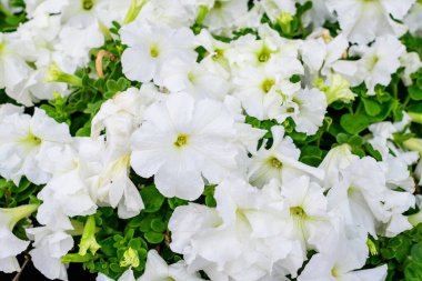 Büyük bir grup taze beyaz Petunia axillaris çiçekleri ve yeşil yapraklar güneşli bir yaz gününde bir saksıda