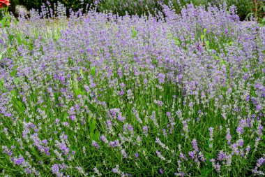 Güneşli bir yaz gününde bahçede bir sürü küçük mavi lavanta çiçeği seçici bir odak ve güzel bir açık hava çiçeğiyle fotoğraflandı.