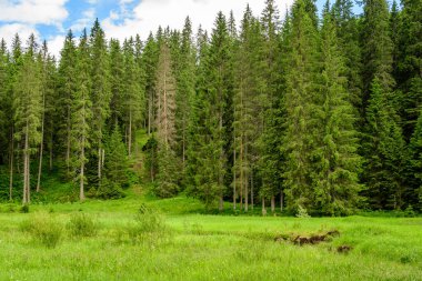 Birçok büyük yeşil ağaç ve köknar ağaçları ile manzara dağlarda bir orman, güneşli bir yaz günü, güzel bir açık hava tek renkli arka plan