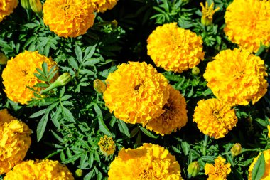 Büyük bir turuncu taçkafalar grubu ya da güneşli bir yaz bahçesindeki bahçedeki Afrika kadife çiçekleri. Yumuşak odaklı desenli çiçek arkaplanı.