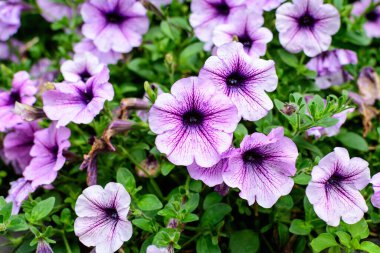 Büyük bir grup canlı mor ve beyaz Petunia axillaris çiçekleri ve yeşil yapraklar güneşli bir yaz gününde bir saksıda