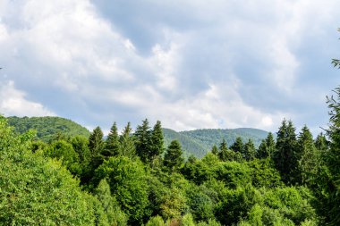 Birçok büyük yeşil ağaç ve köknar ağaçları ile manzara dağlarda bir orman, güneşli bir yaz günü, güzel bir açık hava tek renkli arka plan