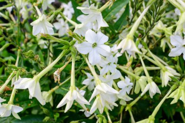Nicotiana alata bitkisinin pek çok narin çiçeği, genellikle yasemin tütünü, tatlı tütün, kanatlı tütün, tanbaku veya İran tütünü olarak bilinir, güneşli bir yaz gününde bir bahçede.
