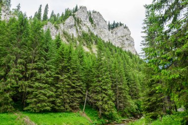 Romanya 'nın Bucegi Dağları' ndan (Muntii Bucegi) gelen doğal parktaki Zanoagei Gorges (Cheile Zanoagei) manzarası, güneşli bir yaz gününde beyaz bulutlarla dolu
