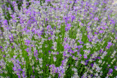 Güneşli bir yaz gününde bahçede bir sürü küçük mavi lavanta çiçeği seçici bir odak ve güzel bir açık hava çiçeğiyle fotoğraflandı.