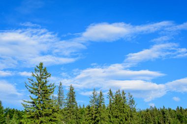 Birçok büyük yeşil ağaç ve köknar ağaçları ile manzara dağlarda bir orman, güneşli bir yaz günü, güzel bir açık hava tek renkli arka plan
